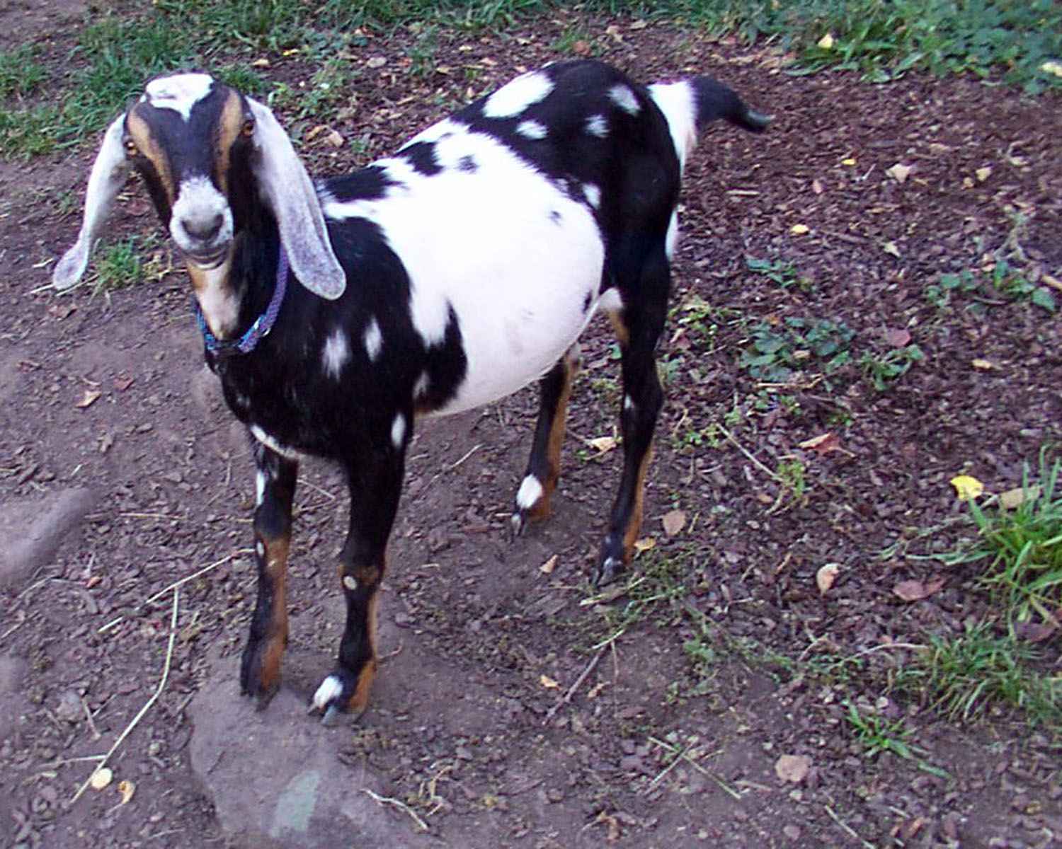 Standing goat by Patty Fluegel